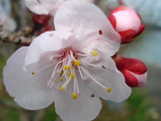 画像: 梅の花がきれいですね。