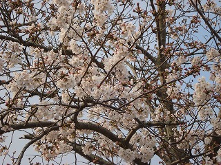 画像: 桜がこんなにきれいなのは・・・