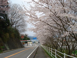 画像: 桜が満開です。