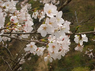 画像: どこも桜がよく咲いているようですね。