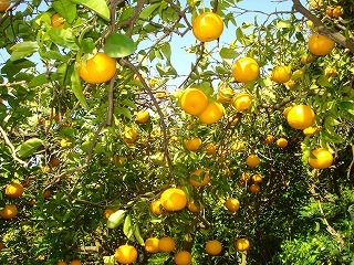 画像: 今年は結構甘夏が育ちました。