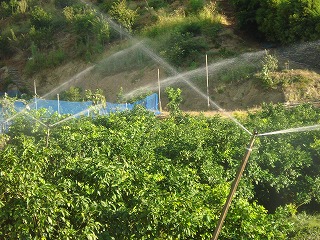 画像: 雨が降らないので灌水してます。