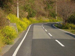 画像: 菜の花がきれいです。