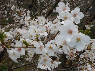 画像: 宇和島で桜が開花。