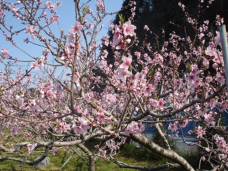 画像: 桃の花がとてもきれいです。