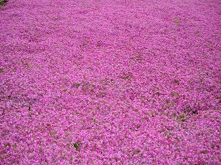 画像: 芝桜ってきれいですね。