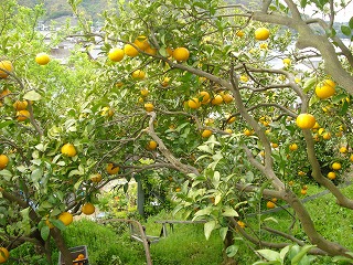 画像: 甘夏は甘味と酸味のバランスがいいですね。