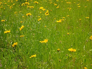 画像: 黄色い花