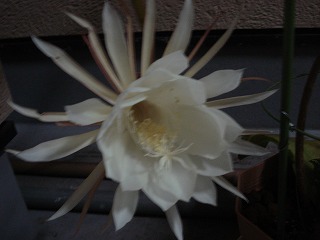 画像: 月下美人の花が咲きました。