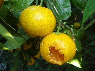 画像: みかん山に来ています。
