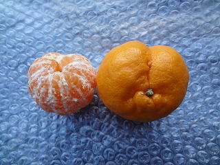 画像: 南国　！！宇和島