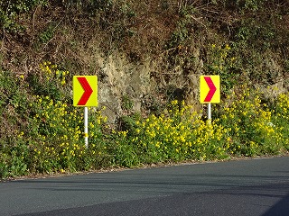 画像: 菜の花がきれいに咲いています。