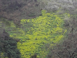 画像: 桜の季節がやってきます。