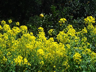 画像: 菜の花がきれいですね。