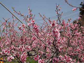 画像: よく咲いてきました。