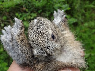 画像: ゴールデンウィークに食べられる唯一のみかん！！　　南津海！！　発送は5月上旬です。！！