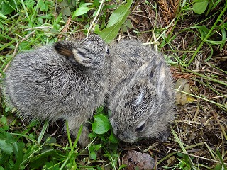 画像: うさぎの子供に出会えてうれしいです。