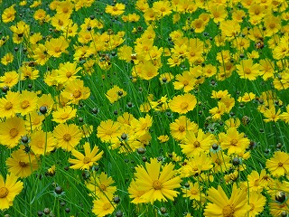 画像: えひめの旬はこれから！！5月の旬　は 　　河内　晩柑　 ！！