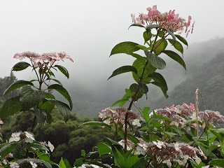 画像: 雨の七草とは・・・