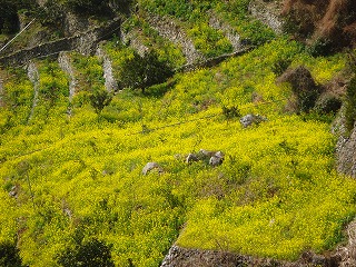 画像: 菜の花はすごいパワーですね。