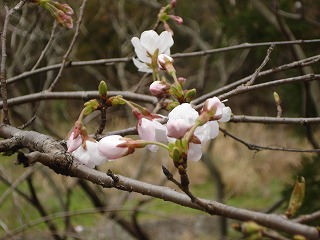 画像: ３月は暖かさを感じないですね。