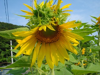 画像: 本格的な夏になって・・・