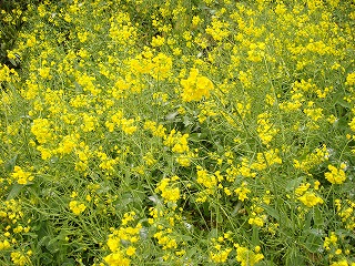 画像: 寒い冬なのに・・・菜の花が咲いています。