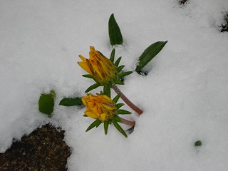 画像: 雪がけっこう積もりました。寒いです。