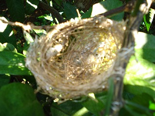 画像: みかん採りをしていると毎年出会うのが野鳥の巣です。