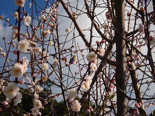 画像: きれいな花ですね。