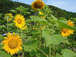 画像: 農業をしていないときはそうは思わなかったんですけど・・・