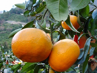 画像: ゴールデンウィークに食べられるみかん　南津海！！