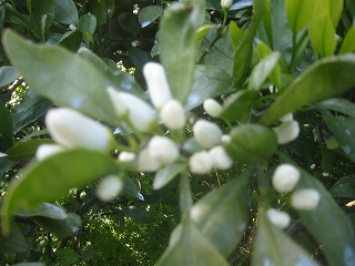 画像: 今年は雨が多いですね。