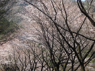 画像: 桜がすごいですね。とてもきれいだと思います。