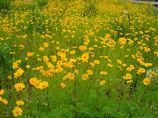 画像: この黄色い花から元気をもらっています。