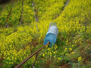 画像: モノレールと菜の花