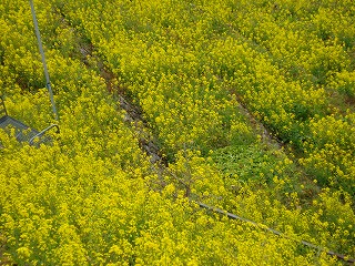 画像: 菜の花がすごいパワーをあたえてくれますね。