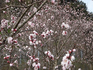 画像: 梅の花のパワーがすごいですね。