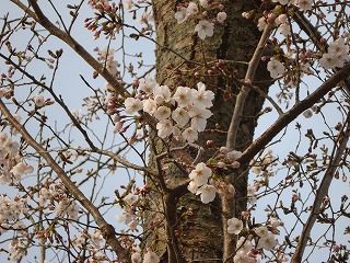 画像: 桜との出会いも一瞬ですね。