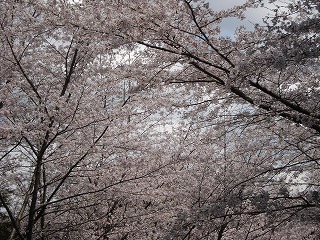 画像: 急に暖かくなってきて桜も満開ですね。