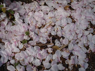 画像: 桜もこの雨で散ってきていますね。