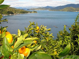 画像: みかん山と海