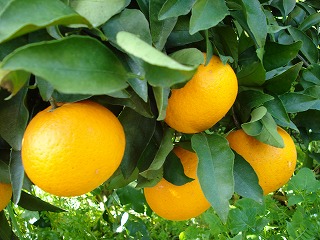 画像: 清見タンゴールの販売をはじめました。