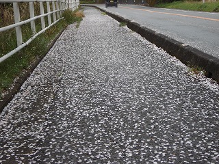 画像: まるで雪が積もっているようです。