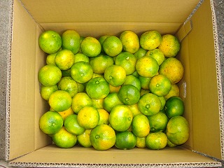 画像1: 極早生みかん　家庭用　　１０ｋｇ　２８００円　（送料別） 